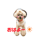 トイプードルのゆずとすずめ（個別スタンプ：7）