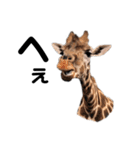 実写な動物（個別スタンプ：16）