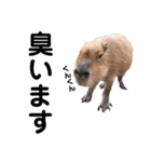 実写な動物（個別スタンプ：18）