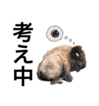 実写な動物（個別スタンプ：21）
