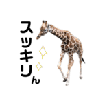 実写な動物（個別スタンプ：34）