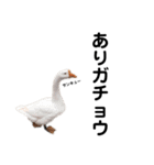 実写な動物（個別スタンプ：36）