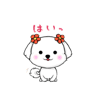 マルチーズのデリー（個別スタンプ：1）