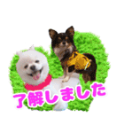 可愛い 犬 スタンプ（個別スタンプ：1）