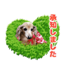 可愛い 犬 スタンプ（個別スタンプ：3）