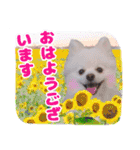 可愛い 犬 スタンプ（個別スタンプ：11）