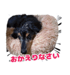 可愛い 犬 スタンプ（個別スタンプ：14）