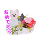 可愛い 犬 スタンプ（個別スタンプ：25）