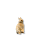 ウサギさん（実写版）（個別スタンプ：1）