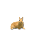 ウサギさん（実写版）（個別スタンプ：6）