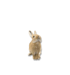 ウサギさん（実写版）（個別スタンプ：12）