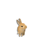 ウサギさん（実写版）（個別スタンプ：17）
