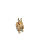 ウサギさん（実写版）（個別スタンプ：21）