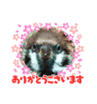 チビファミリー❣️（個別スタンプ：9）