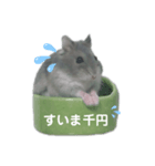 ハムスター実写（個別スタンプ：1）