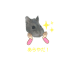 ハムスター実写（個別スタンプ：3）