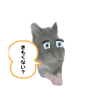 ハムスター実写（個別スタンプ：4）