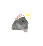 ハムスター実写（個別スタンプ：7）