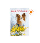 ぱぴぱぴパピヨン19（個別スタンプ：1）