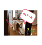 ぱぴぱぴパピヨン19（個別スタンプ：3）