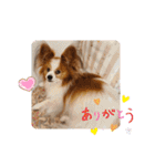 ぱぴぱぴパピヨン19（個別スタンプ：6）