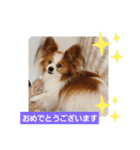 ぱぴぱぴパピヨン19（個別スタンプ：11）