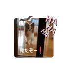 ぱぴぱぴパピヨン19（個別スタンプ：20）