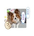 ぱぴぱぴパピヨン19（個別スタンプ：22）