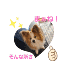ぱぴぱぴパピヨン19（個別スタンプ：25）
