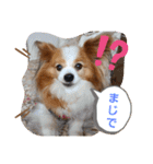 ぱぴぱぴパピヨン19（個別スタンプ：27）