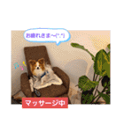 ぱぴぱぴパピヨン19（個別スタンプ：29）