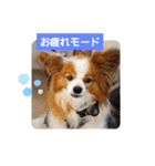 ぱぴぱぴパピヨン19（個別スタンプ：30）