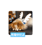 ぱぴぱぴパピヨン19（個別スタンプ：31）