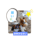 ぱぴぱぴパピヨン19（個別スタンプ：39）