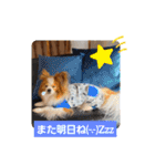 ぱぴぱぴパピヨン19（個別スタンプ：40）
