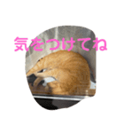 がんばれ、れもんちゃん5（個別スタンプ：1）