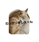 がんばれ、れもんちゃん5（個別スタンプ：7）