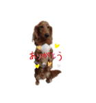 うちのコロぴぃ（個別スタンプ：1）
