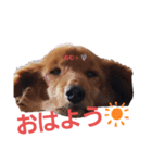 うちのコロぴぃ（個別スタンプ：2）