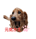 うちのコロぴぃ（個別スタンプ：10）