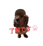 うちのコロぴぃ（個別スタンプ：11）