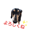 うちのコロぴぃ（個別スタンプ：13）