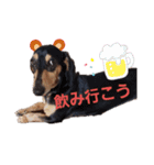 うちのコロぴぃ（個別スタンプ：15）