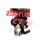 うちのコロぴぃ（個別スタンプ：19）