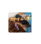 うちのコロぴぃ（個別スタンプ：22）