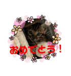 ゼラ＆サナ（個別スタンプ：5）
