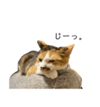 わさびとおかか♪3（個別スタンプ：6）
