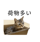 わさびとおかか♪3（個別スタンプ：21）