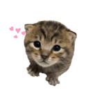 わさびとおかか♪3（個別スタンプ：26）