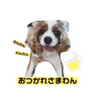 キャバリアおひめ（個別スタンプ：1）